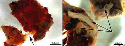 Cientistas acham "tecido mole" em fóssil de dinossauro As pro22